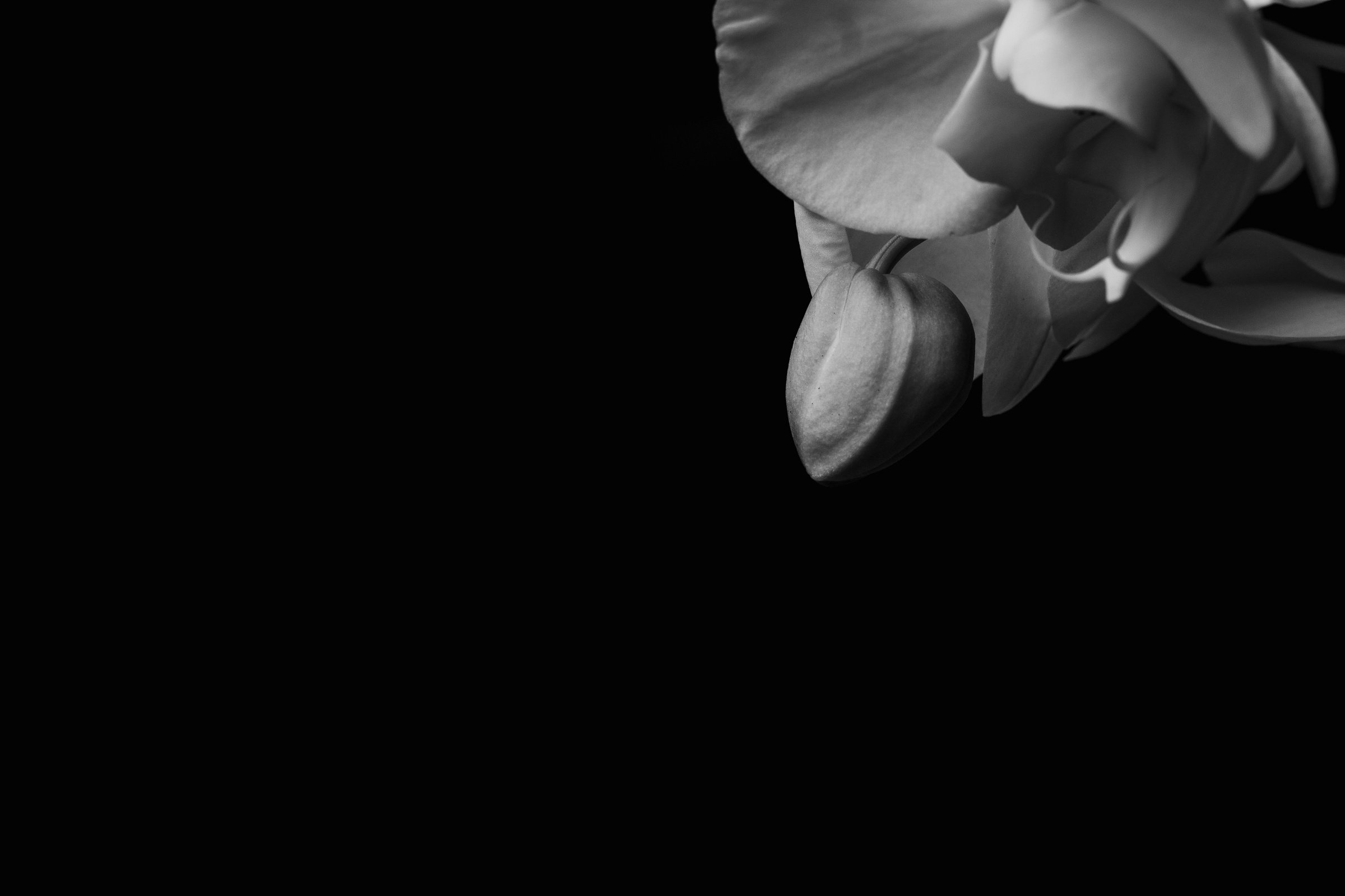 Close-up of a White Flower with a Black Background